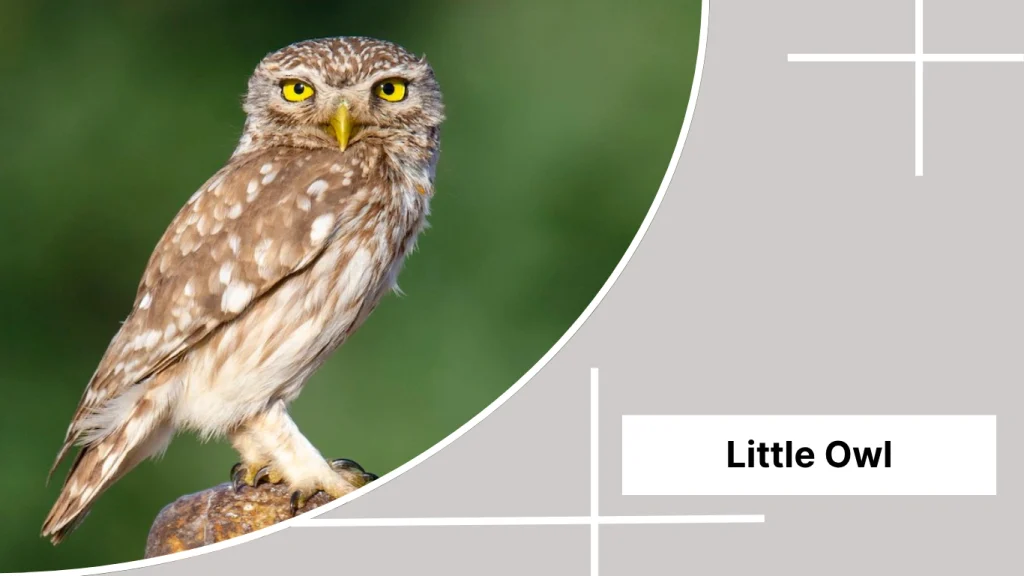 Little Owl