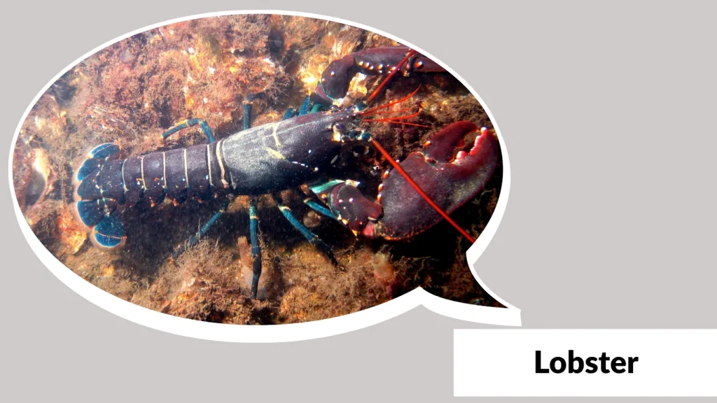Lobster