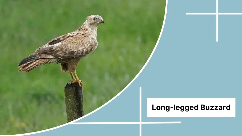Long-legged Buzzard