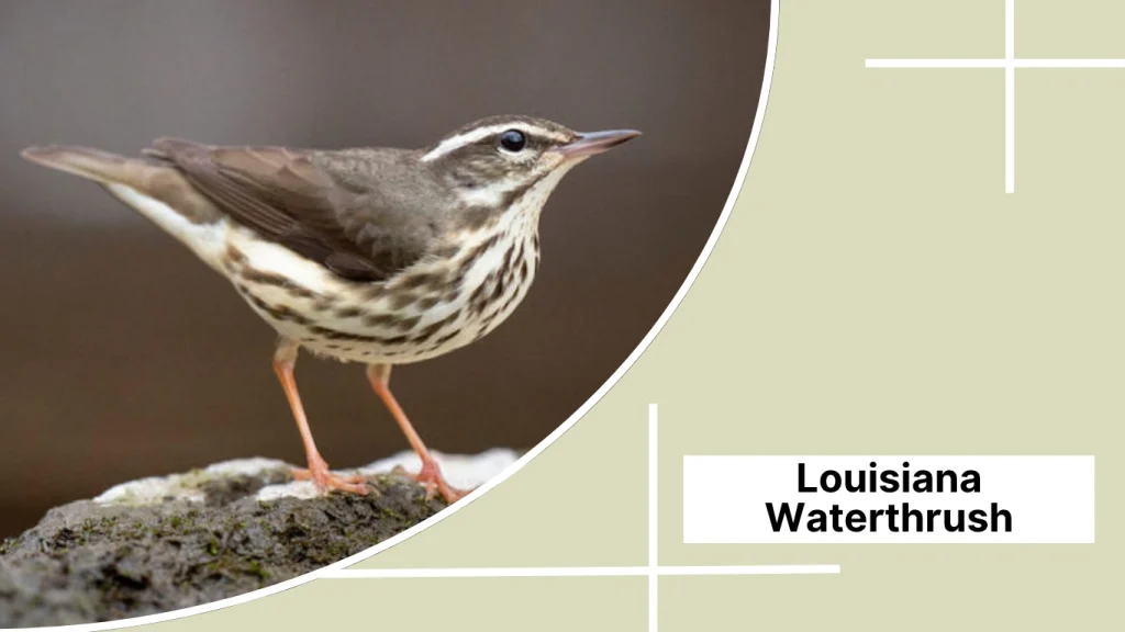 Louisiana Waterthrush