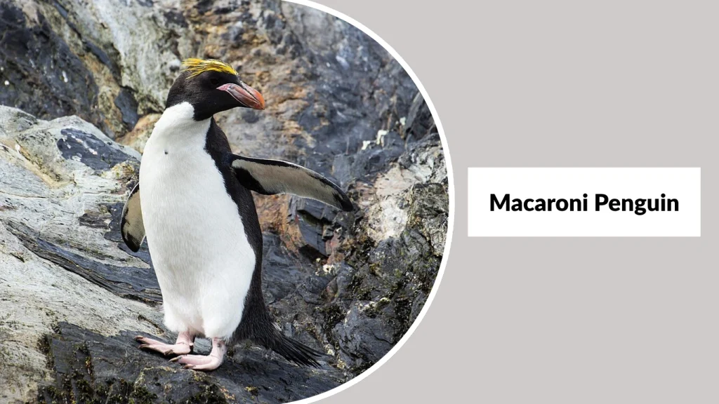 Macaroni Penguin
