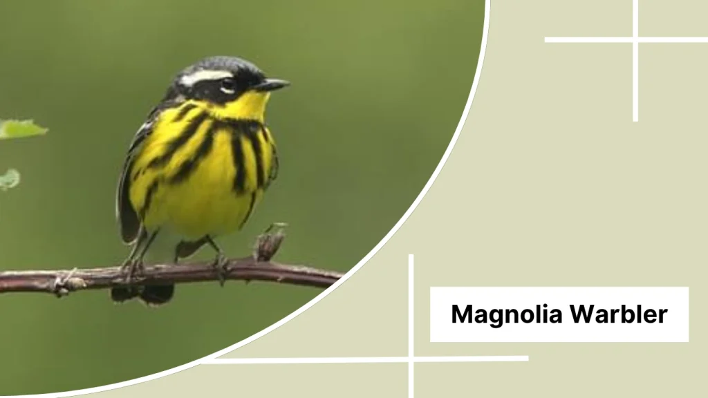 Magnolia Warbler