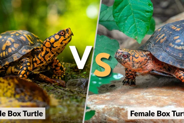 Male vs Female Box Turtle How to Tell the Difference