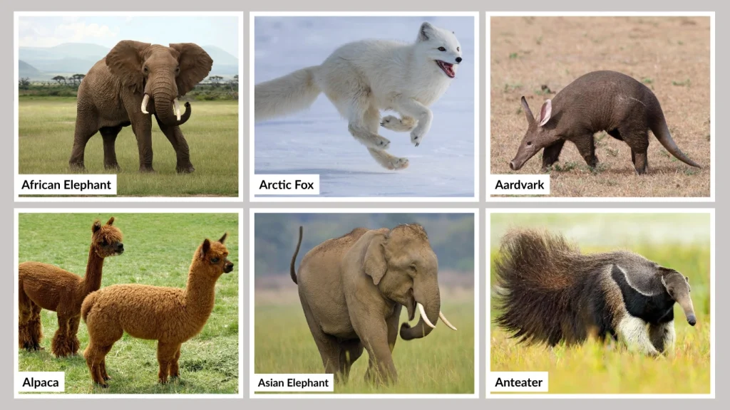 Mammals That Start with A
