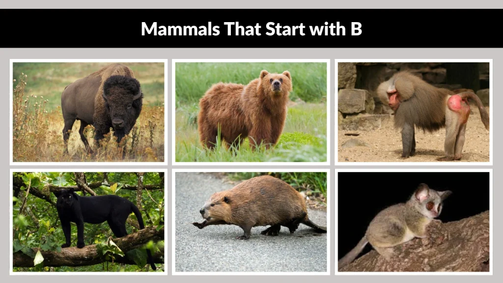 Mammals That Start with B