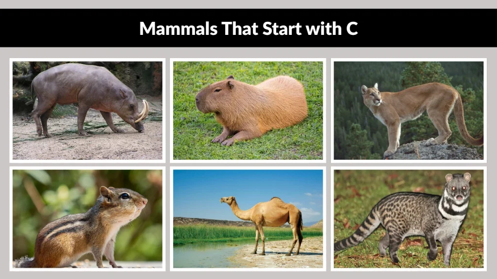 Mammals That Start with C
