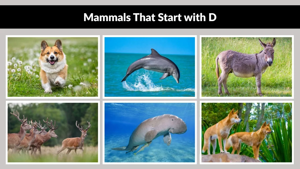 Mammals That Start with D