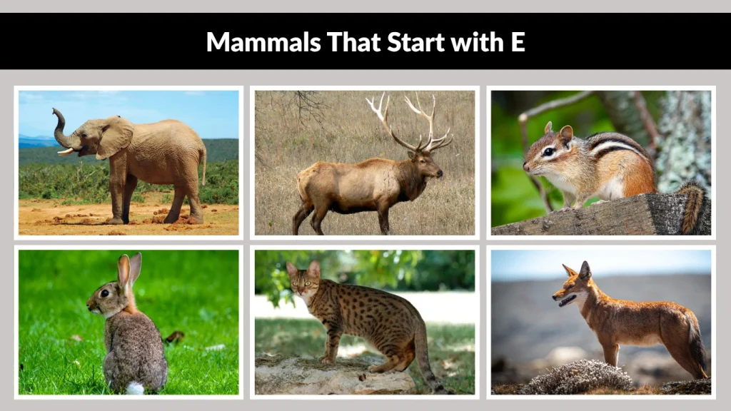 Mammals That Start with E