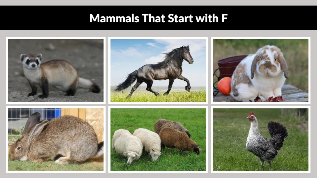 Mammals That Start with F