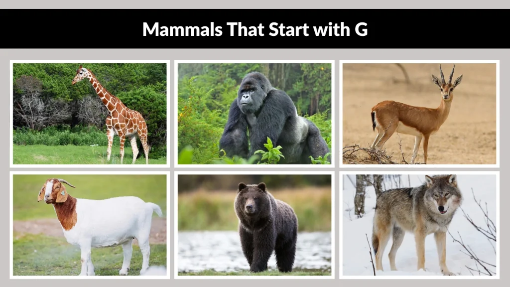 Mammals That Start with G