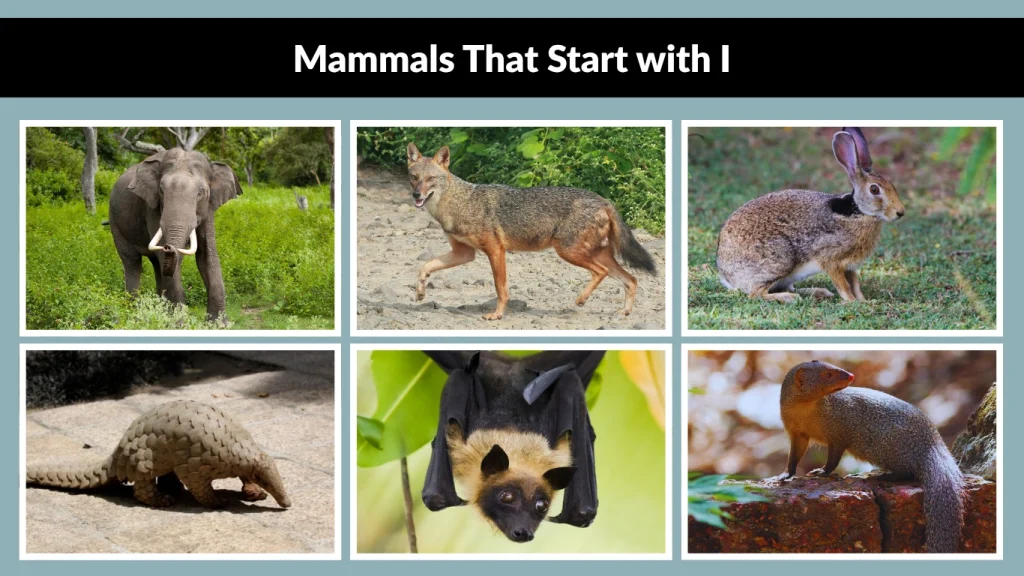 Mammals That Start with I