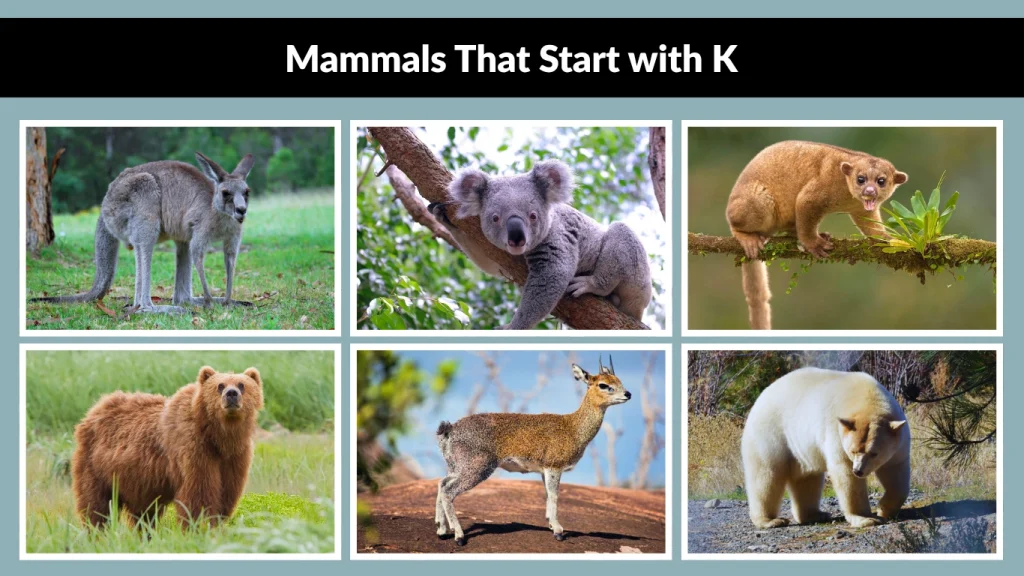 Mammals That Start with K