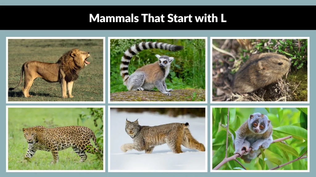 Mammals That Start with L