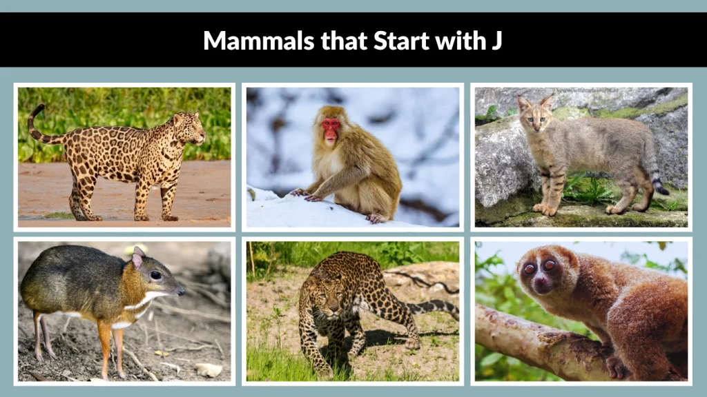 Mammals that Start with J