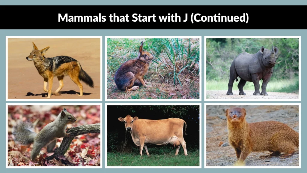 Mammals that Start with J (Continued)
