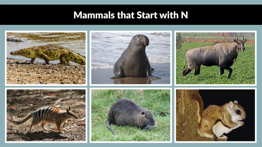 Mammals that Start with N