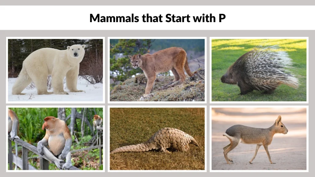 Mammals that Start with P
