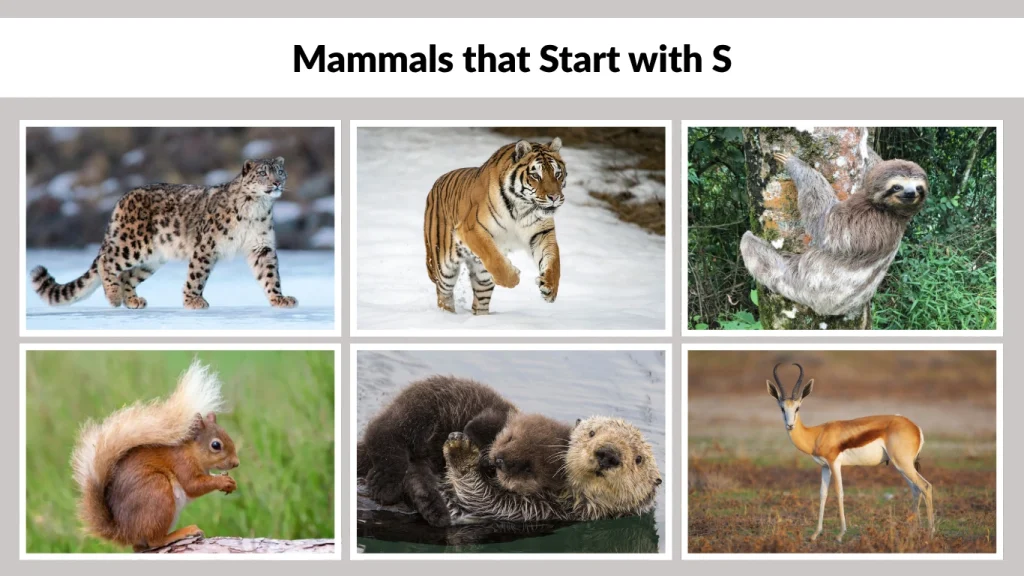 Mammals that Start with S