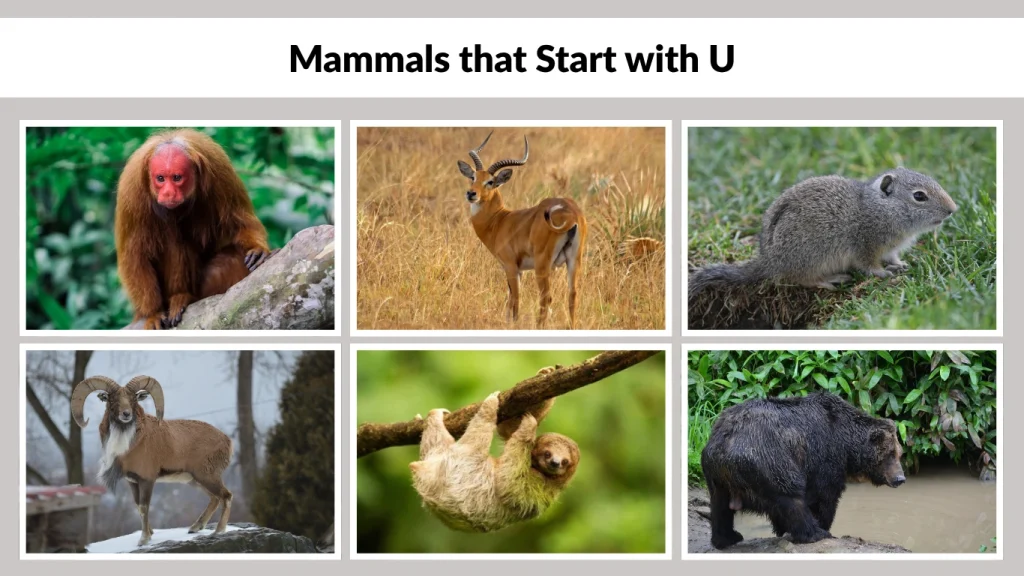 Mammals that Start with U