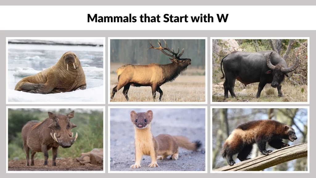 Mammals that Start with W