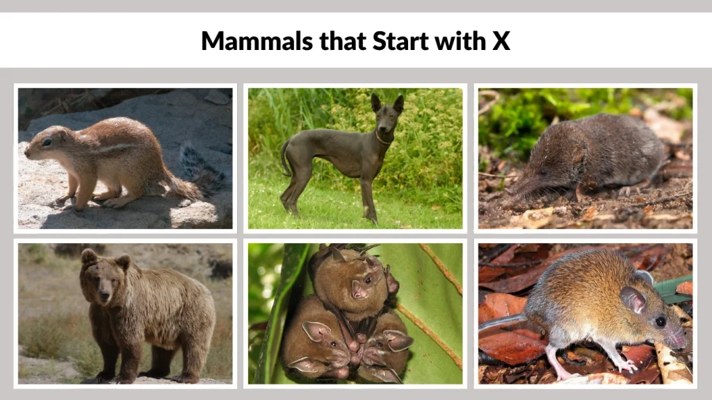 Mammals that Start with X