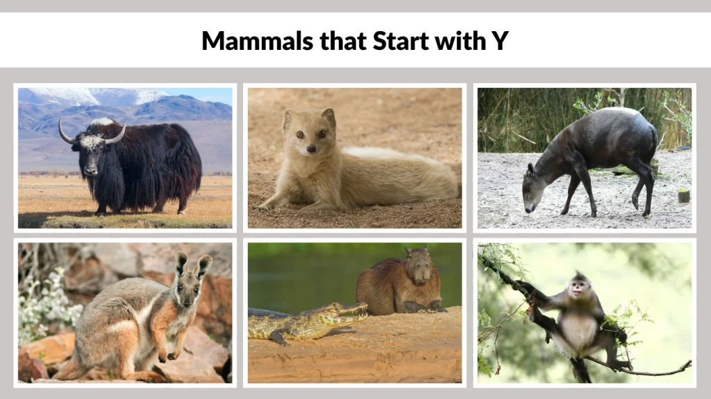Mammals that Start with Y