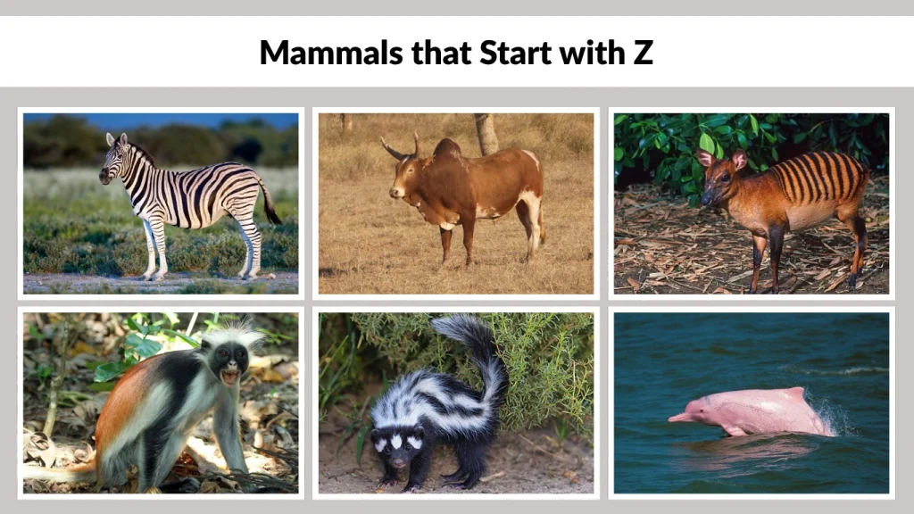 Mammals that Start with Z