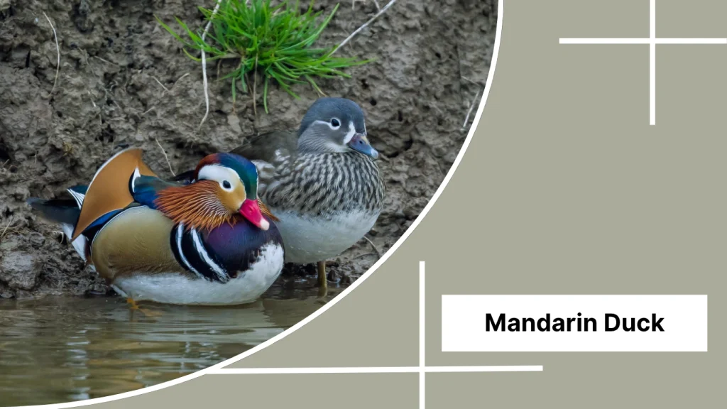 Mandarin Duck