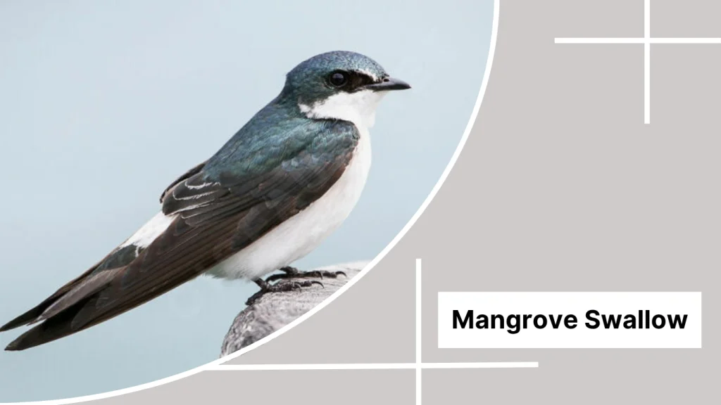 Mangrove Swallow