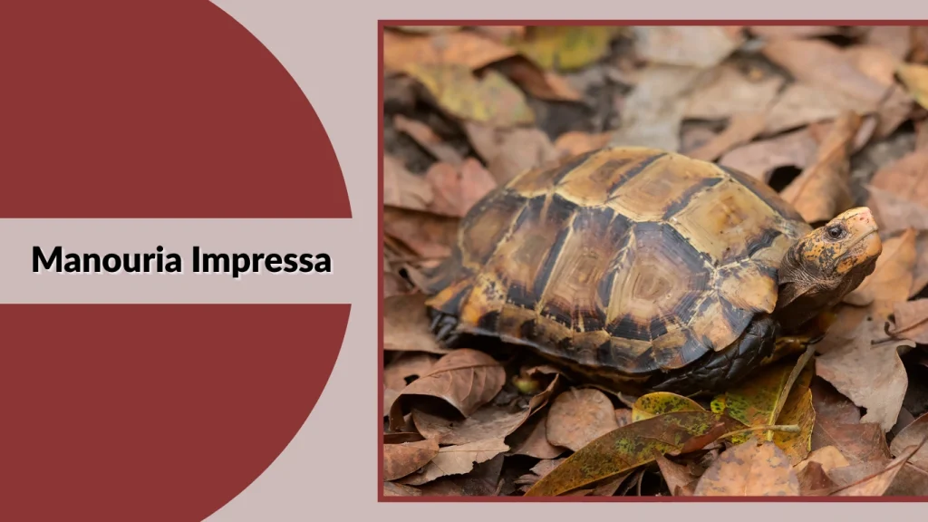 Manouria Impressa