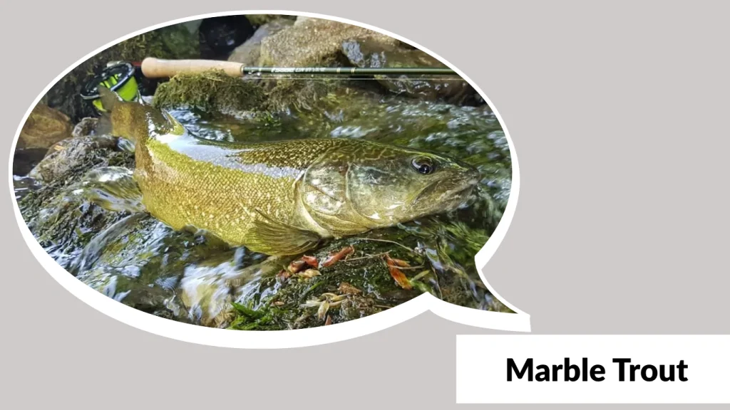 Marble Trout