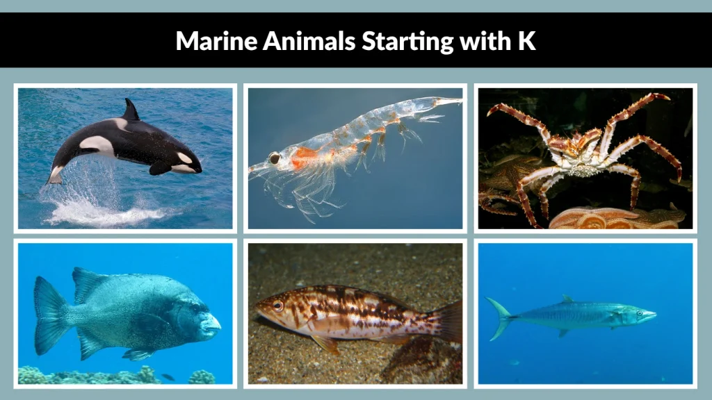 Marine Animals Starting with K