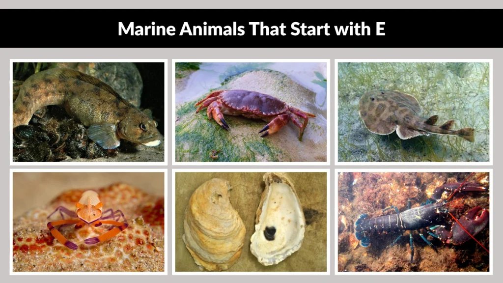 Marine Animals That Start with E