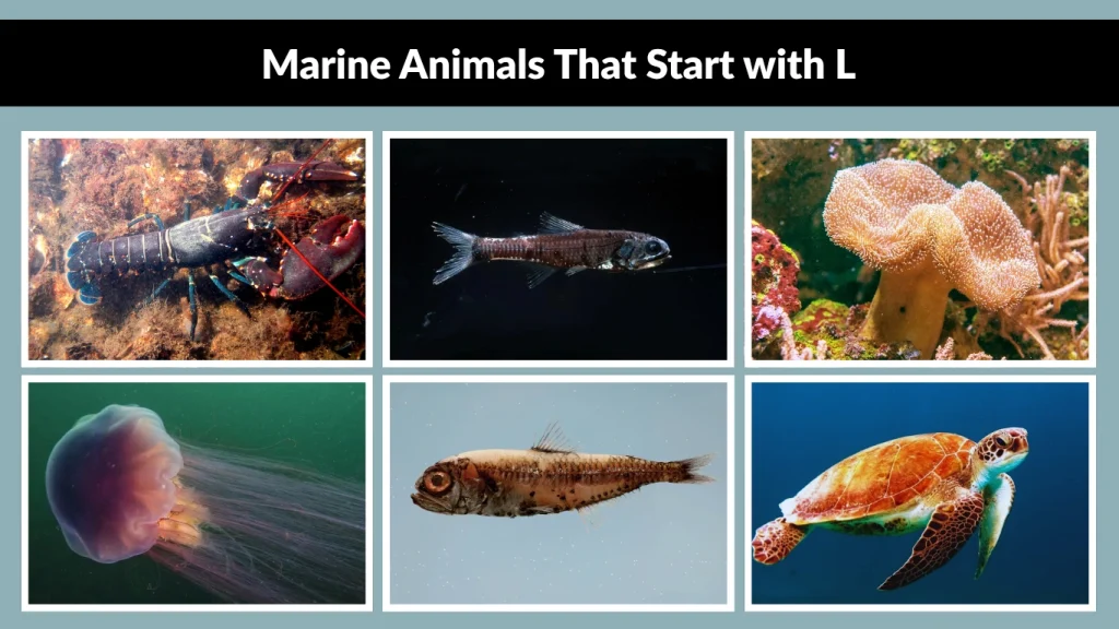 Marine Animals That Start with L