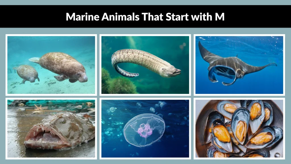 Marine Animals That Start with M