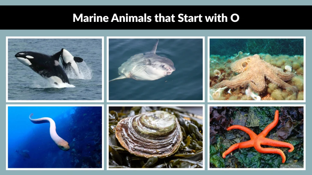 Marine Animals that Start with O