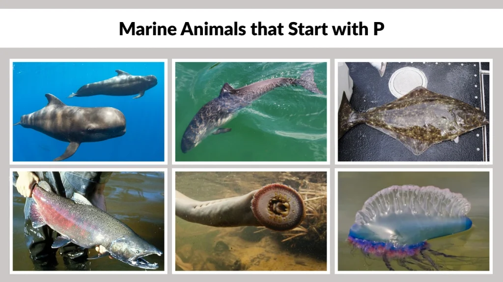 Marine Animals that Start with P