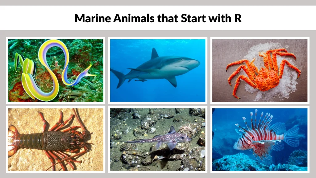 Marine Animals that Start with R
