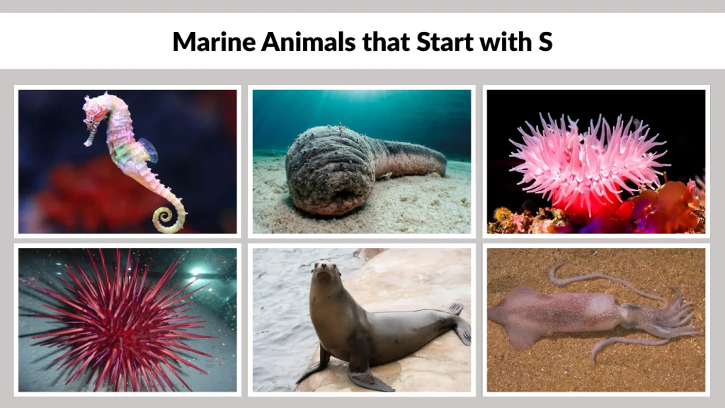 Marine Animals that Start with S
