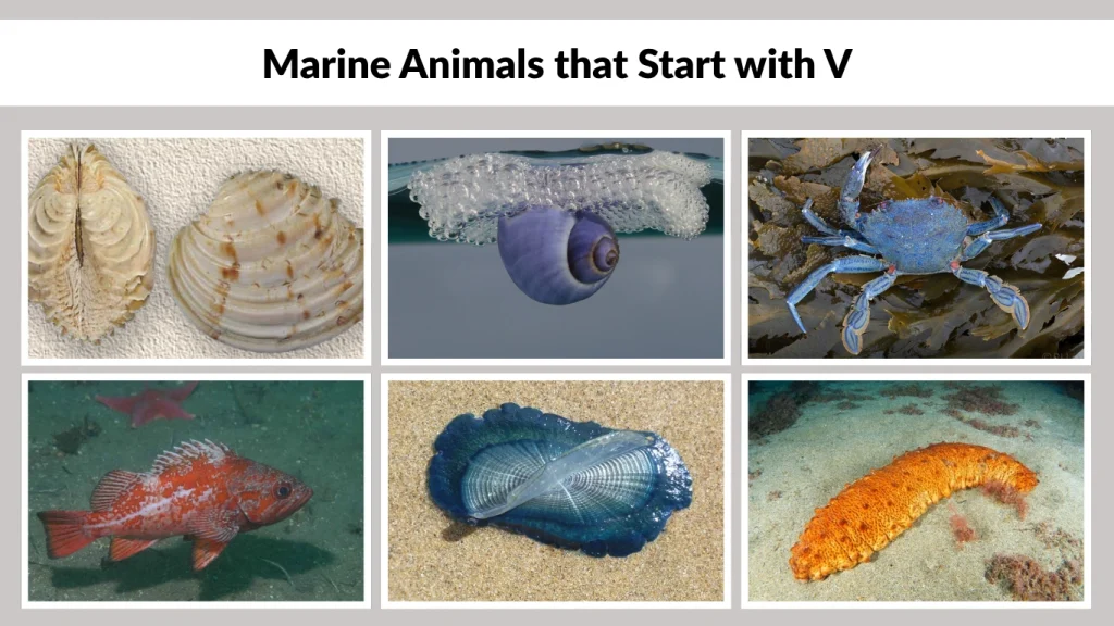Marine Animals that Start with V