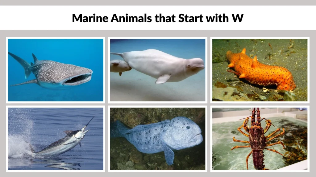 Marine Animals that Start with W