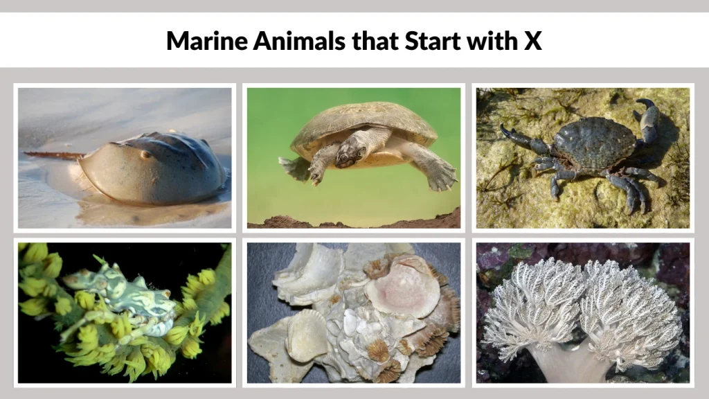 Marine Animals that Start with X