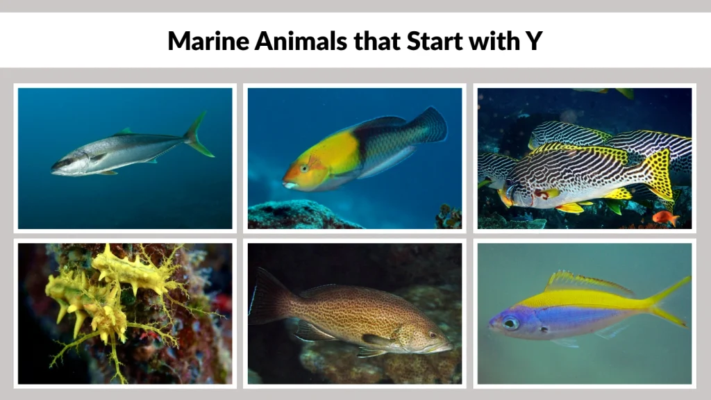 Marine Animals that Start with Y