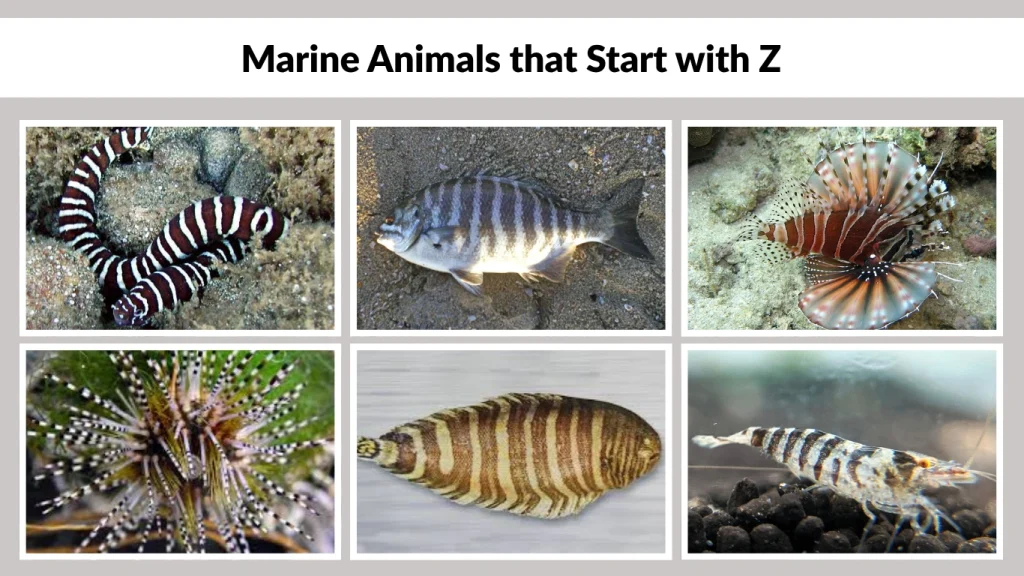 Marine Animals that Start with Z