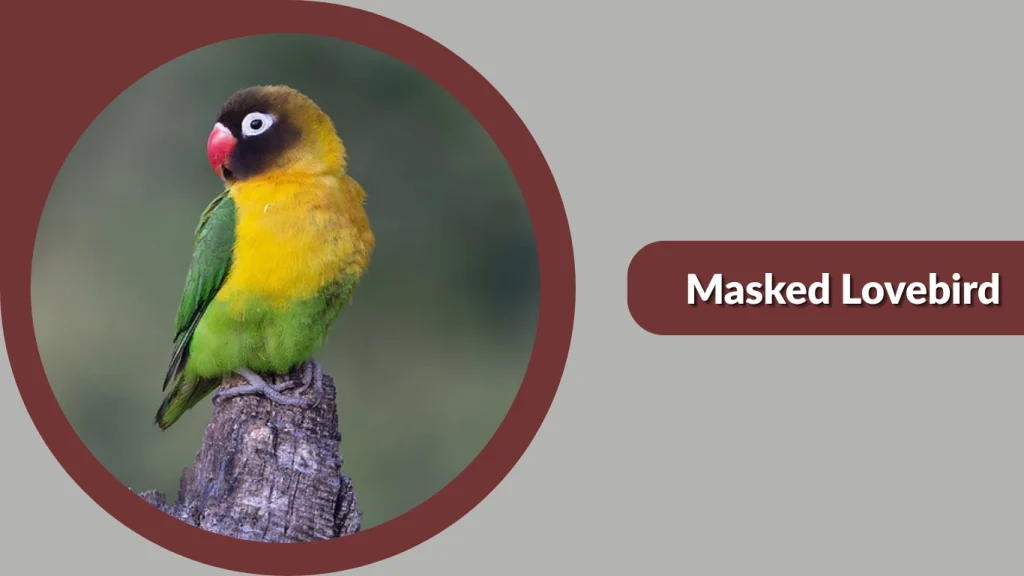 Masked Lovebird