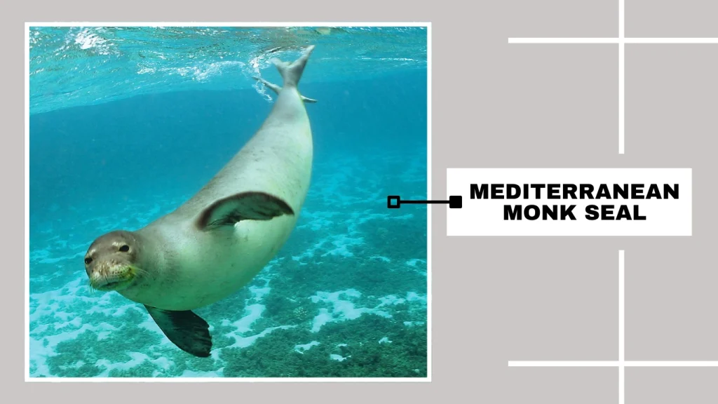 Mediterranean Monk Seal (Monachus monachus)