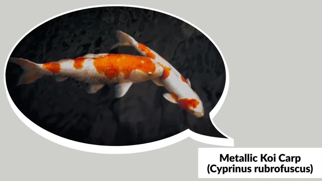 Metallic Koi Carp (Cyprinus rubrofuscus)