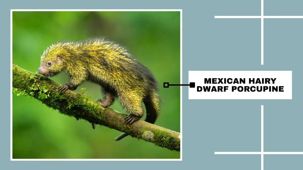 Mexican Hairy Dwarf Porcupine (Coendou mexicanus)