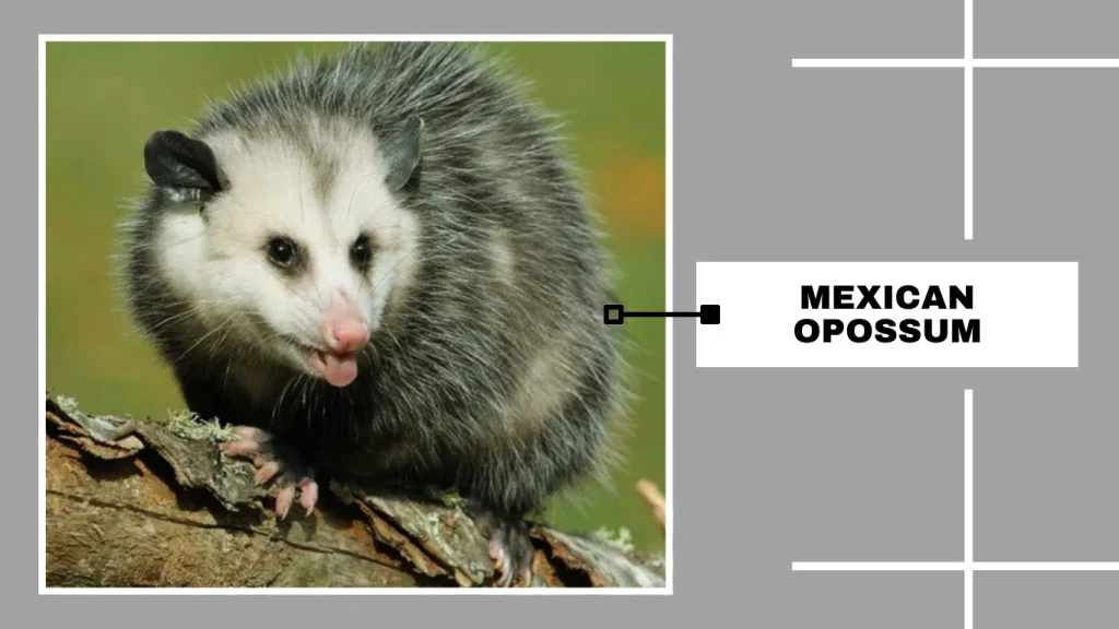 Mexican Opossum (Marmosa mexicana)