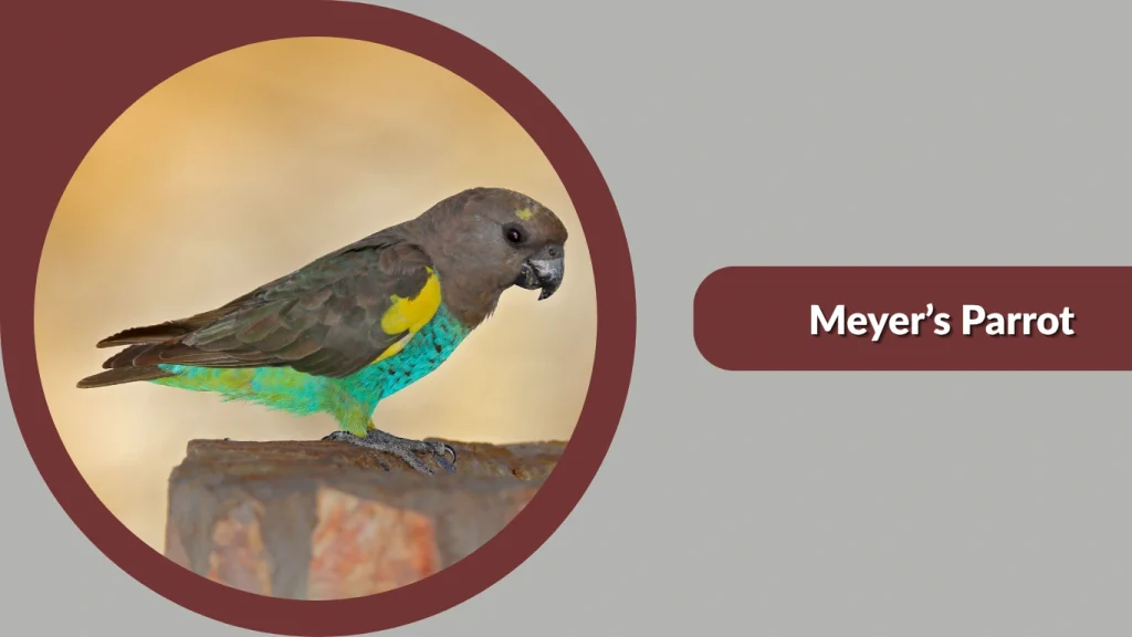 Meyer’s Parrot